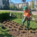 У Дніпровському районі Києва висаджують квітники «нової хвилі»