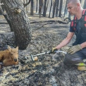 Серед згарища й диму: у Чорнобильській зоні рятувальники знайшли та врятували лосеня