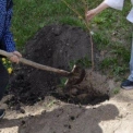 У Голосіївському районі Києва висадили сакури в пам’ять про загиблих під час теракту 18 квітня