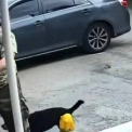 Сварка через собаку закінчилась погрозами зброєю: у Києві розслідують конфлікт в гаражному кооперативі