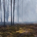 Пожежу в Чорнобильському заповіднику локалізували: що з радіаційним фоном