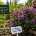 У Києві виводять карликовий бузок: у ботсаду готують селекційний прорив