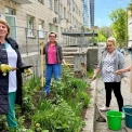 В Охматдиті висадили жоржини в межах проєкту «Квіти для відновлення» — як ініціатива підтримує медиків і пацієнтів