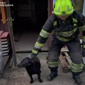 На Київщині рятувальники врятували собаку з ями в Узині: фото операції