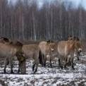 Чорнобильська зона оживає: вчені зафіксували масове повернення рідкісних тварин
