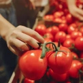 У Києві стартують продуктові ярмарки 26–31 травня: повний перелік локацій