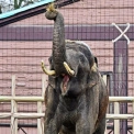 Один день слона Хораса: Kyiv Zoo показав розпорядок життя улюбленця киян