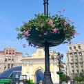 У Шевченківському районі Києва висадили ампельні квіти у сквері на Майдані та в парку Шевченка
