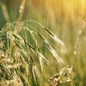 Погода у Києві на тиждень 1–7 червня: потепління до +25°C і періодичні дощі