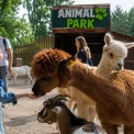 Animal Park у Києві: один із найбільших контактних парків під відкритим небом