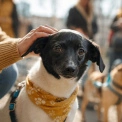 На ВДНГ пройде фестиваль AdoptMe Days: шукатимуть родини для собак