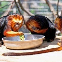 У КиївЗоо відкрили новий вольєр із фонтаном для врятованих левових тамаринів: де їх шукати (фото)