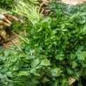 Де у Києві працюватимуть продуктові ярмарки 13–14 червня: повний список локацій