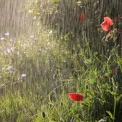 Погода у Києві 15 червня: дощі майже весь день і до +19°C