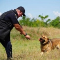 Київ побачив роботу чотирилапих саперів: ДСНС показала унікальні фото тренувань