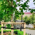 На Подолі в Києві оновлюють зелені зони: догляд за деревами та формування чагарників