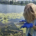 У Києві посилили моніторинг комарів через ризик небезпечних інфекцій