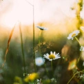 Погода в Києві на 21 червня: до +27°C, сонячно та без опадів у день літнього сонцестояння