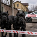 У Борисполі собаки насмерть загризли 79-річну жінку: поліція затримала власницю