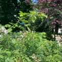 Погода у Києві 22–28 червня: спека до +31°C, синоптики прогнозують короткі дощі