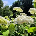 Погода в Києві на 23 червня: до +27°C, після похмурого ранку вигляне сонце