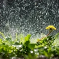 У Києві 25 червня буде до +26°C: протягом дня очікується дощ