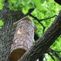 На Київщині встановили перші «готелі для комах»: WWF-Україна запускає екологічний проєкт