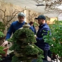 Українська школа бонсай відкривається у Києві: як записатися на курс і скільки коштує навчання