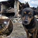 На Київщині пес Йося вижив після обстрілу та пожежі у Вишневому: зворушлива історія порятунку