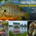 «Окунь-піранья» з’явився у водоймах Києва: чим небезпечний сонячний окунь
