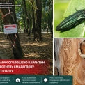 У Броварах оголосили карантин через смертельно небезпечного шкідника дерев