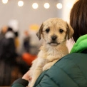 AdoptMe Days у Києві: на ВДНГ 700 котів і собак шукатимуть нові родини