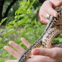 На озері Вербне в Києві спіймали ймовірну парагвайську анаконду: змію передали до зоопарку