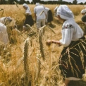 У Музеї просто неба проведуть Свято українського хліба: коли відбудеться та що покажуть