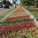 У Подільському районі Києва висадили майже 30 тисяч квітів уздовж дороги: фото