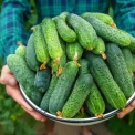 Продуктові ярмарки у Києві 21 липня: де сьогодні купити фермерські продукти