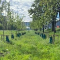 У Києві встановили понад 6 тисяч систем повільного поливу дерев