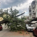 У Києві на вулиці Ярославській дерево впало на дорогу та заблокувало рух транспорту