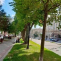 Київські каштани захищають від молі: у місті встановили феромонні пастки