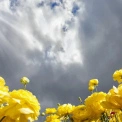 Погода у Києві 26 липня: до +26 градусів і без опадів