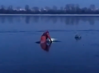 У Києві рятувальники визволили лебедя з криги: важлива місія порятунку