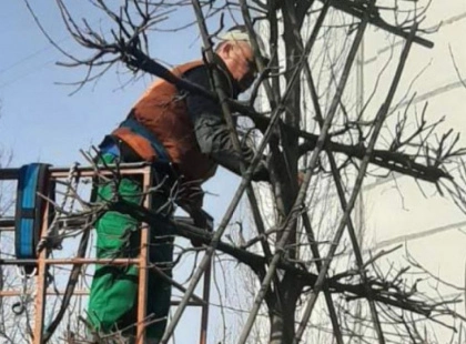 Що таке «шпалерні» липи і де їх можна побачити в Києві?