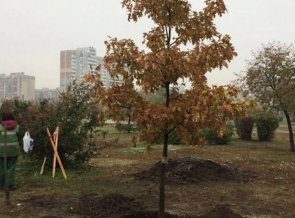 У Києві почали весняну висадку дерев і кущів: які рослини обрали
