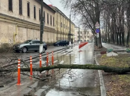 У центрі Києва дерево зупинило рух: що сталося на Печерську