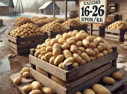 Ціни на картоплю в Україні різко впали: причини та прогноз