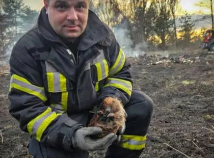 В Київській області рятувальники врятували їжачка з полум'я