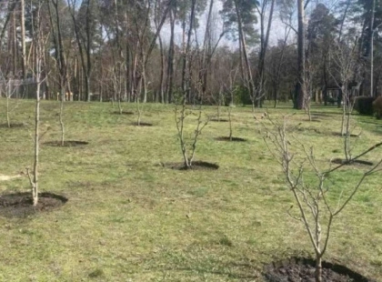 У Києві висадили магнолії, які росли ще за часів динозаврів