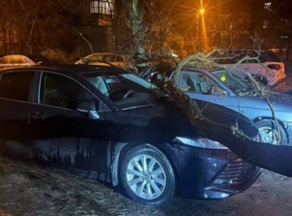 У Солом’янському районі Києва дерево впало на авто: що відомо