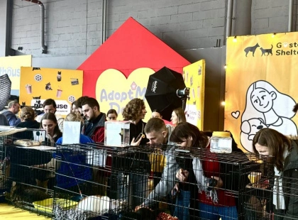 У Києві відбувся фестиваль адопції котиків “Adopt Me Days”: важливі деталі