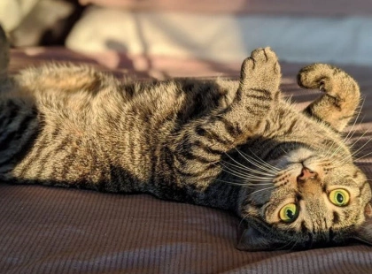 Чи можна залишати кота самого?